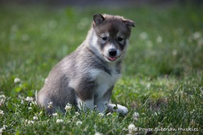 ARCTIC POWER URAL WOLF