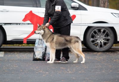 Arctic Power Ural Wolf