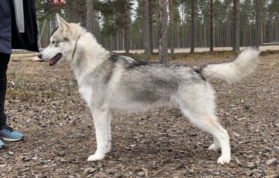 WOLF MOON ANANA AMAROK